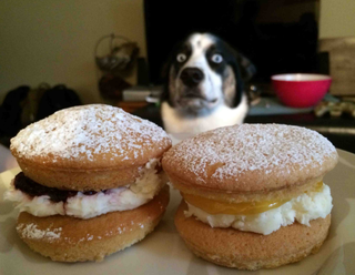Illustration for article titled This Is Totally My Dog Every Time I Eat